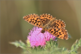 <p>PERLEŤOVEC NEJMENŠÍ (Boloria dia) ---- /Weaver's fritillary - Magerrasen-Perlmutterfalter/</p>